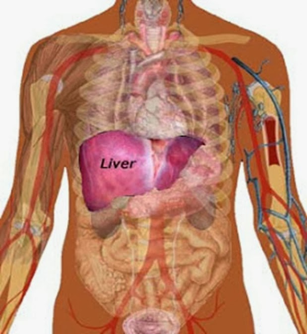 liver
